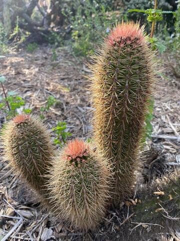 x Pacherocactus orcuttii
