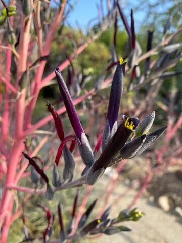 Puya coerulea var. violacea