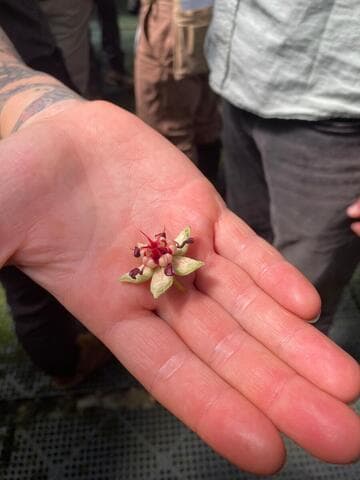 Theobroma grandiflorum