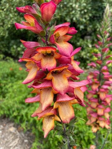 Digitalis x valinii [Illumination™] = 'Flame'