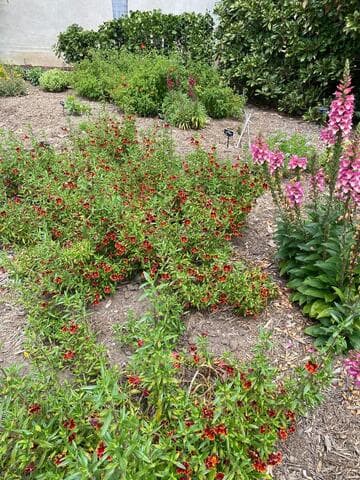 Mimulus 'Jelly Bean Fiesta Marigold'