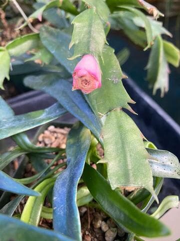 Schlumbergera 'Hunter'