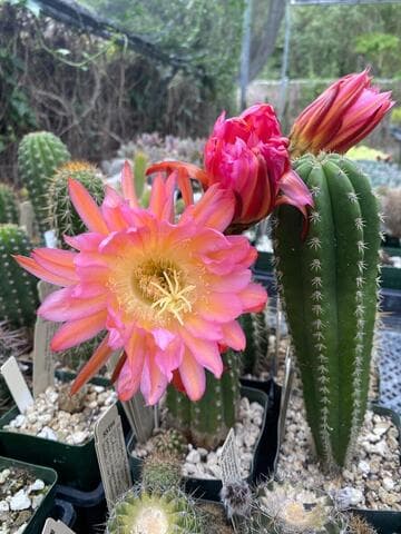 Echinopsis 'Betty Boom'