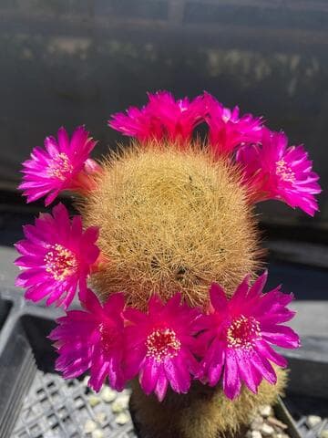 Sulcorebutia swobodae