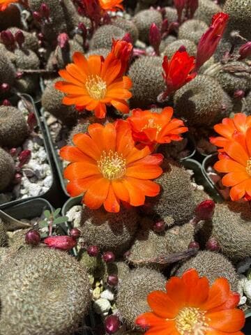 Rebutia heliosa x R. narvaecense