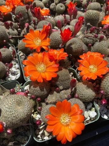 Rebutia heliosa x R. narvaecense
