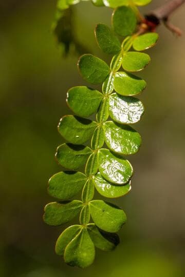 Operculicarya decaryi