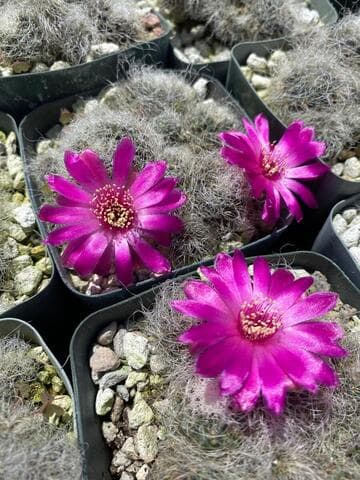 Sulcorebutia tarabucoensis ssp. hertusii