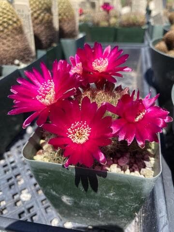 Sulcorebutia viridis