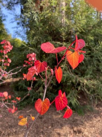 Cercis canadensis [Flame Thrower] = 'NC2016-2'
