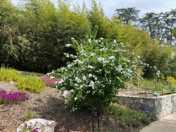 Philadelphus pekinensis