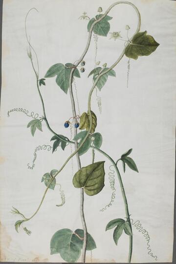 Franadilla Flore and Fructia Minore