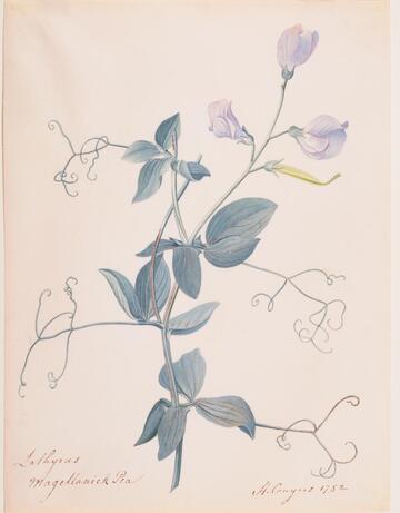 Lathyrus Magellanick Pea