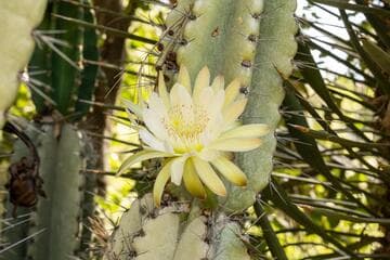 Cereus lamprospermus ssp. colosseus