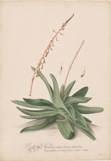 Aloe Africana