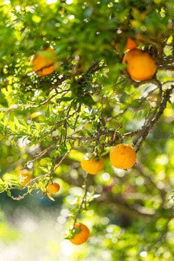 Citrus aurantium 'Chinotto'