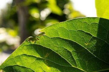 Diospyros kaki 'Hachiya'