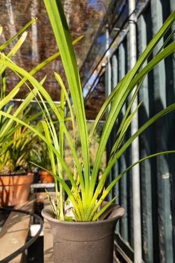 Cymbidium lowianum 'Huntington'