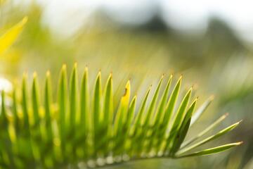 Encephalartos lehmannii
