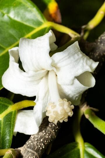 Quararibea funebris