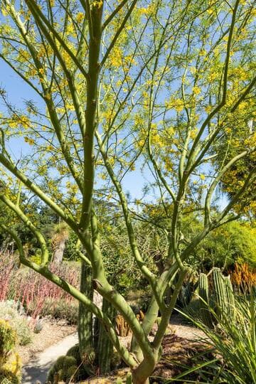 Parkinsonia 'Desert Museum'