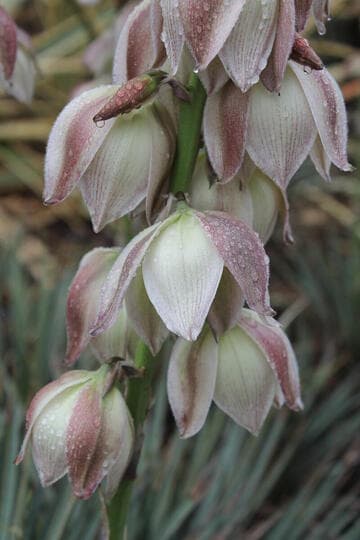 Yucca neomexicana