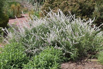 Salvia leucantha [Danielle's Dream™] = 'Ferpink'
