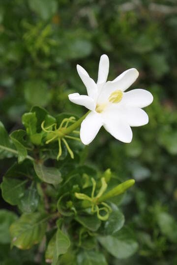 Gardenia cornuta