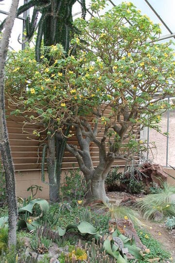 Uncarina grandidieri