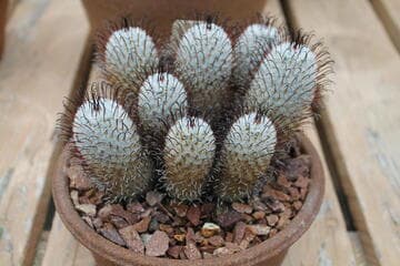 Mammillaria perezdelarosae