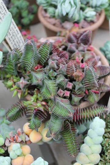 Crassula capitella ssp. thyrsiflora