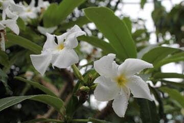 Pachypodium lamerei var. ramosum