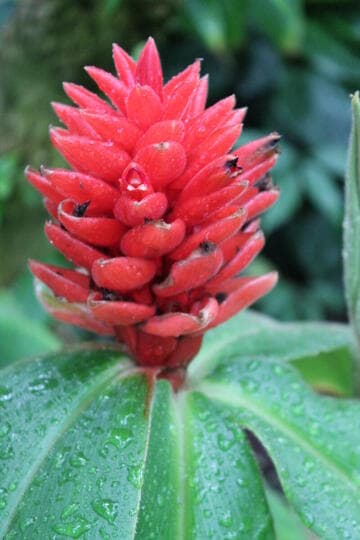 Costus spectabilis