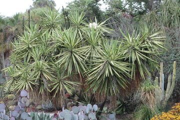Yucca elephantipes 'Variegata'