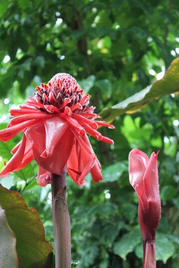 Etlingera elatior