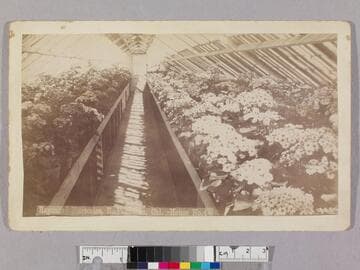 Raymond nurseries, E. Pasadena, Cal. - House No. 4