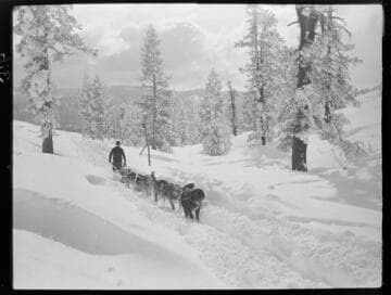 Jerry Dwyer's dog sled team pulling sled through forest