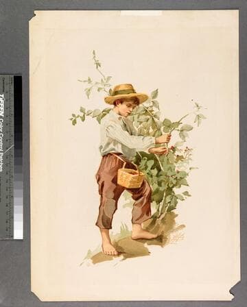 [Barefoot boy picking berries]