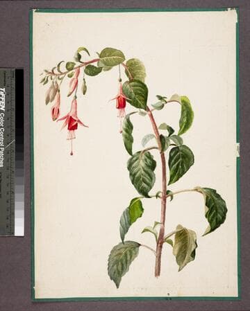 [Fuchsia flowers on leafy stem]