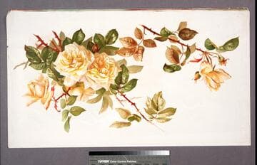 Belle Lyonnaise roses