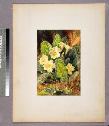 Gatherings by the wayside. Mementos of old England. No. 1. The primroses at home