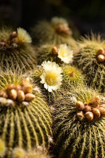 Parodia warasii