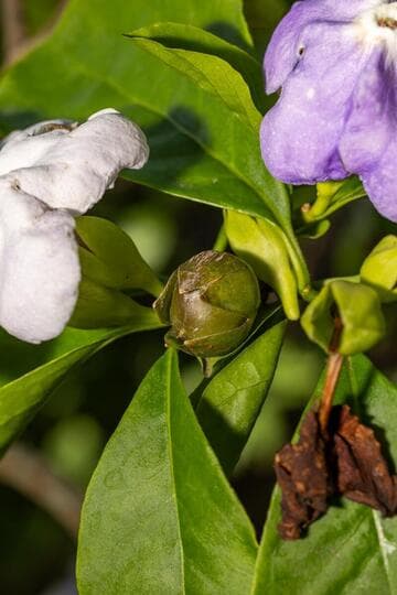Brunfelsia australis