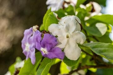 Brunfelsia australis