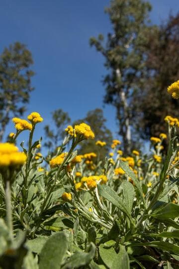 Chrysocephalum apiculatum 'Silver and Gold'