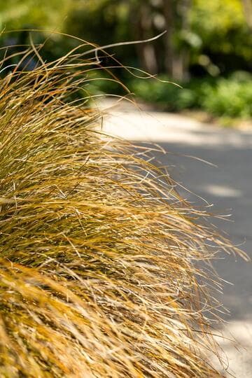 Carex testacea