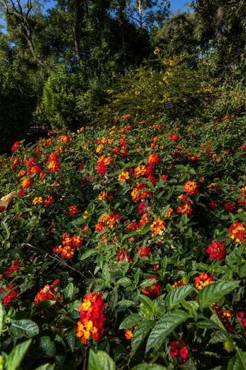 Lantana 'Dallas Red'