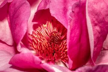 Magnolia 'Vulcan'