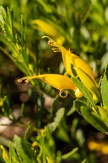 Eremophila prostrata [Outback Sunrise™]