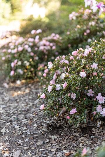 Rhododendron (Azalea Group) 'Starlight'